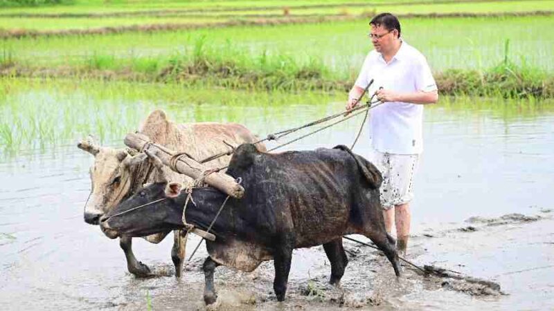 सीएम धामी ने खटीमा में की धान रोपाई, किसानों के श्रम को किया नमन