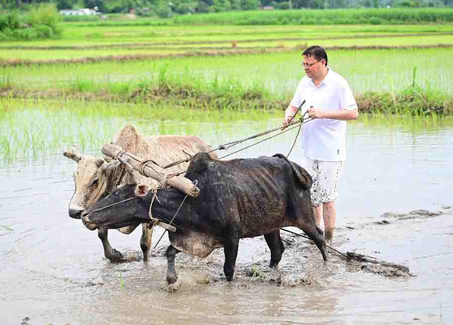 सीएम धामी ने खटीमा में की धान रोपाई, किसानों के श्रम को किया नमन