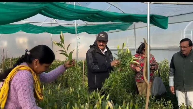 धामी सरकार के सहयोग से कोट ब्लॉक में की जा रही लिलियम फूलों की खेती, प्रति वर्ष 10 लाख आय का लक्ष्य रखा गया है निर्धारित