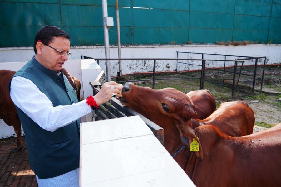 सीएम धामी ने मुख्यमंत्री आवास स्थित गौशाला में गोवर्धन पूजा के अवसर पर गौ माता की पूजा-अर्चना कर प्रदेश की खुशहाली, समृद्धि और जन कल्याण की कामना की।