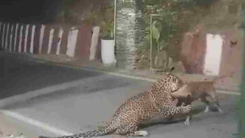 गुलदार ने कुत्ते को बनाया शिकार, दांतों में पकड़ कर घसीटते हुए कुत्ते को लेकर गया दूर