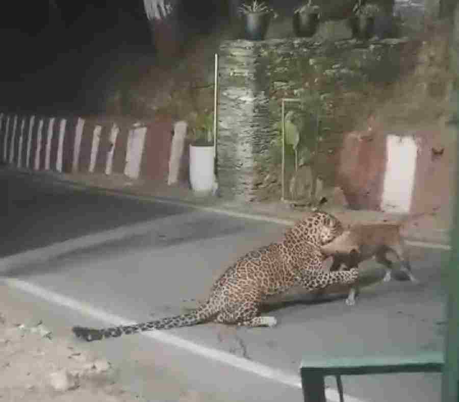 गुलदार ने कुत्ते को बनाया शिकार, दांतों में पकड़ कर घसीटते हुए कुत्ते को लेकर गया दूर