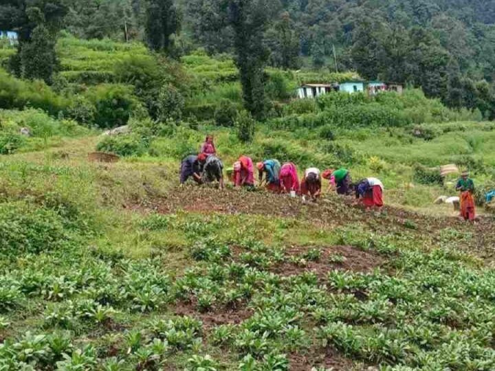 रिवर्स माइग्रेशन और आधुनिक कृषि से बदल रही उत्तराखंड के सुदूर जनपद बागेश्वर की तस्वीर, पहाड़ में लौटती उम्मीद: आधुनिक कृषि से बागेश्वर में रुक रहा पलायन