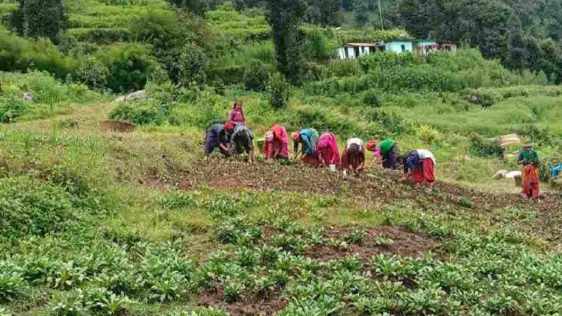 रिवर्स माइग्रेशन और आधुनिक कृषि से बदल रही उत्तराखंड के सुदूर जनपद बागेश्वर की तस्वीर, पहाड़ में लौटती उम्मीद: आधुनिक कृषि से बागेश्वर में रुक रहा पलायन