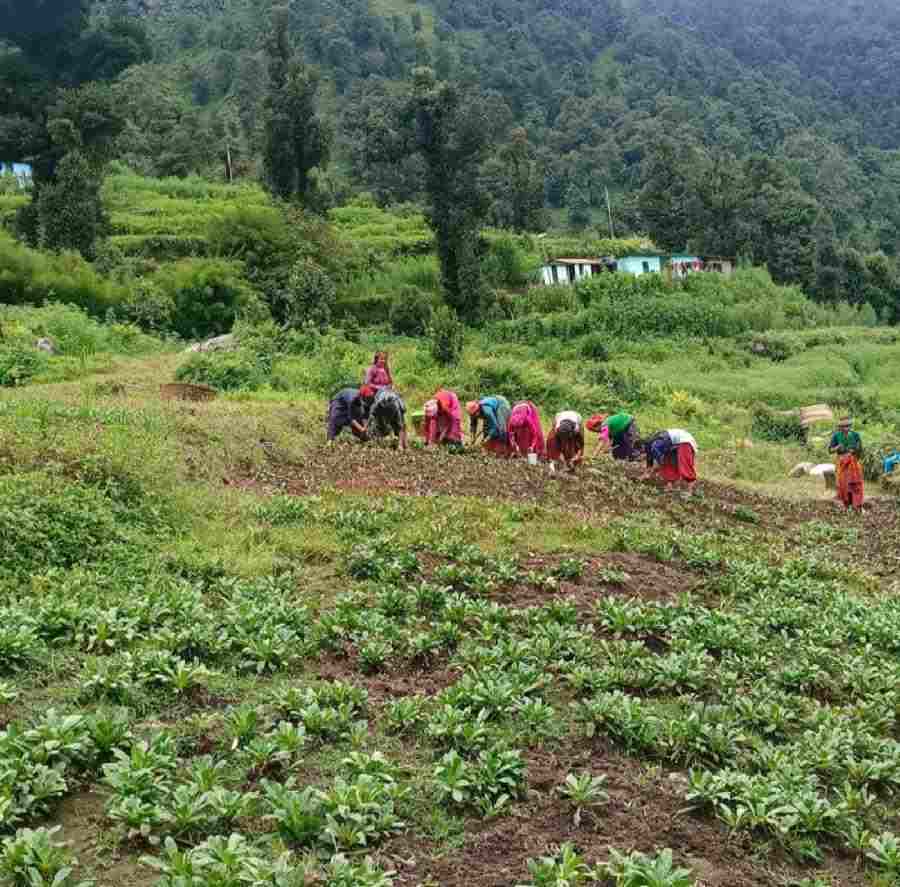रिवर्स माइग्रेशन और आधुनिक कृषि से बदल रही उत्तराखंड के सुदूर जनपद बागेश्वर की तस्वीर, पहाड़ में लौटती उम्मीद: आधुनिक कृषि से बागेश्वर में रुक रहा पलायन